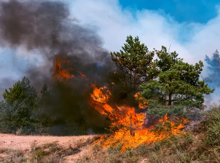 Environmental Terrorism and Arson Attacks on Forests by the PKK