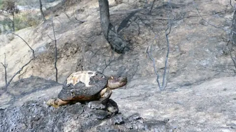 Turkey: PKK resorts to environmental terror tactics