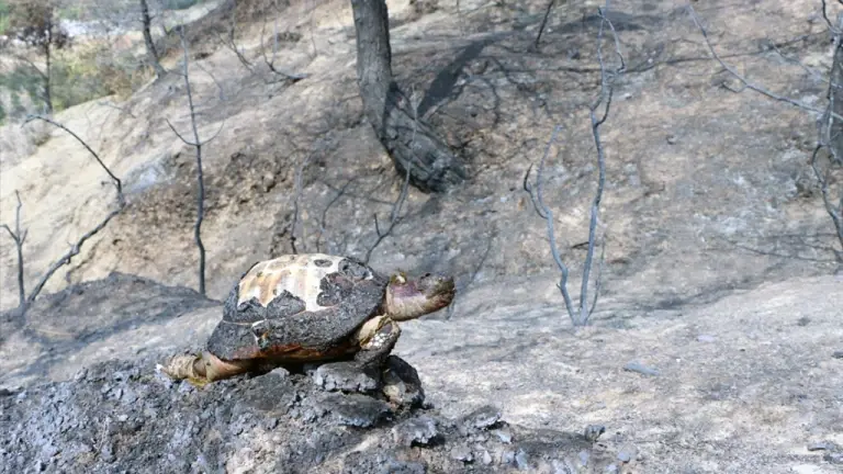 Turkey: PKK resorts to environmental terror tactics