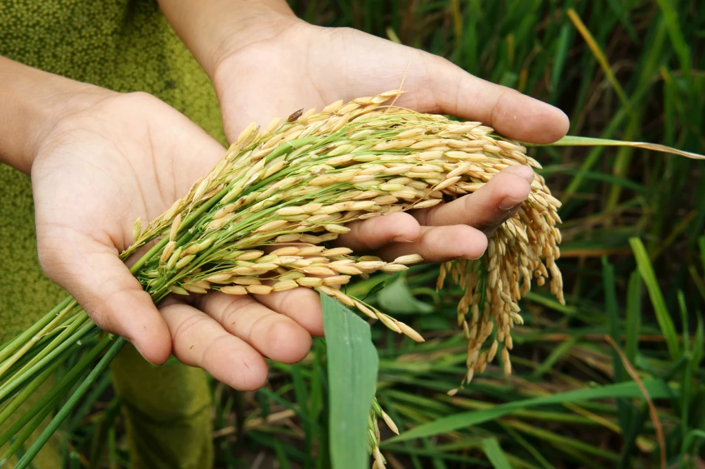 Food Security, Food Waste and Climate Diplomacy: Fighting Climate Change from Farm to Fork"