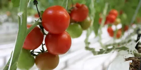 Ektiğimizi Biçeceğiz