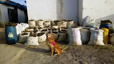 Uluslararası Narkoterör Örgütü PKK Kontrol Ettiği Bölgelerde Uyuşturucu Üretmeye Çalışıyor