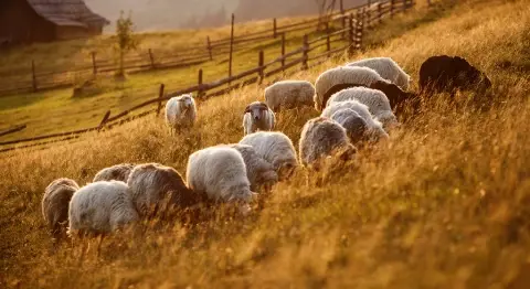 Rapor: Türkiye Tarımına Yeniden Bakış